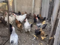 Chickens — 8-сурет