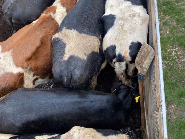 Vaca, Russian Black pied cattle