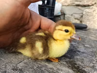 Ducks — Foto 1