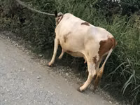 Krava, Skot — foto 4