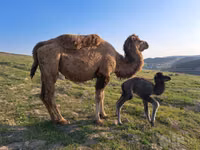 ஒட்டகம், Kazakh Bactrian camel — புகைப்படம் 2