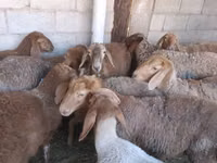 பெண் ஆடு, Arashan sheep — புகைப்படம் 1