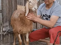 Carneiro, Arashan sheep — foto 6