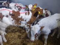 காளை, Simmental cattle — புகைப்படம் 6