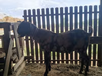 雄ヤギ, Kamori goats — 写真 1