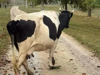 İnek, Russian Black pied cattle — foto 2