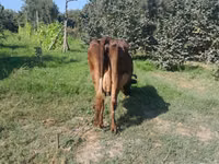 Krava, Simmental cattle — foto 6