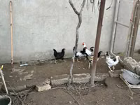 Chickens — الصورة 2