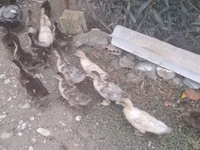 Ducks — photo 1