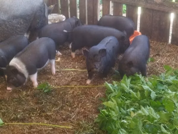 Porcs (lot, sexe non indiqué), 