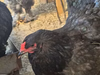 Brahma — foto 5
