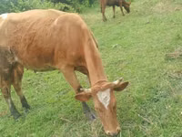 Vaca, Simmental cattle — foto 1