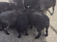 Bélier, Moutons — photo 4