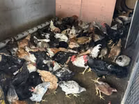 Chickens — foto 2
