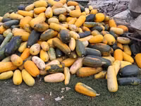 Продаю тыкву для животных — الصورة 1