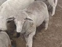Ram, Merino sheep — photo 1