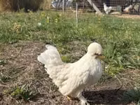 Chickens — ფოტო 6
