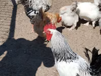 Chickens — zdjęcie 5