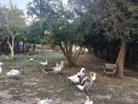Geese — foto 2