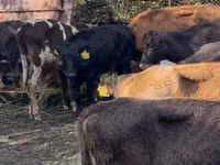 Vaca, Ganado vacuno — foto 4