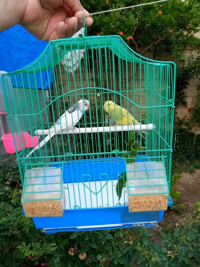 Tutuqusu mehebbet qusu hazir cut erkey disi qefesle 40 aznParaket