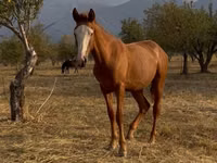 Cheval, Tiger horse — photo 3