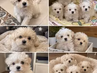 Cins: Maltipoo (Maltese x Toy/mini Poodle qarışığı) balaları Rəng — zdjęcie 2