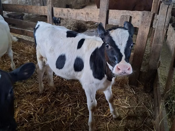 İnək, Russian Black pied cattle