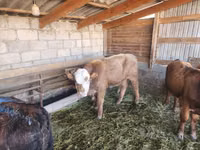 காளை, Simmental cattle — புகைப்படம் 3