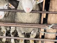 Qoʻchqor, Ile-de-France sheep — 5-rasm
