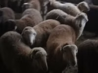 Sheep (batch, sex not specified), Sheep — photo 4