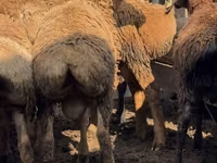 Bélier, Arashan sheep — photo 5