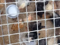Chickens — zdjęcie 6