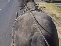 Caballo, Caballos — foto 2