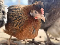 Chickens — Foto 2