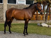 Aygʻir, Karachay horse — 1-rasm