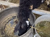 Ram, Sheep — photo 3