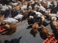 Chickens — foto 2