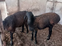 Bélier, Moutons — photo 2