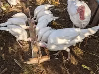 Turkeys — Foto 1