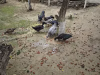 Ducks — zdjęcie 4