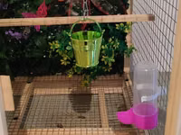 Papuqay,dovşan,hamster,şinşila,bildirçin,cücə,xamyak,pişik,quş,tısbağa — Foto 5