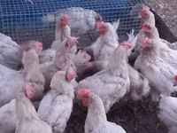 Leghorn — 1-rasm