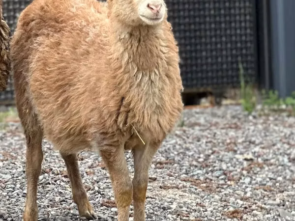 Beran, Hissar sheep