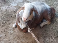 Ram, Sheep — photo 5