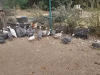 Guinea fowl — புகைப்படம் 2
