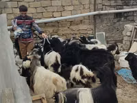 თხა, თხები — ფოტო 1