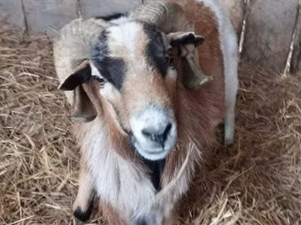公山羊, Goats