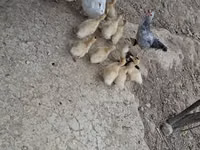 Ducks — الصورة 2