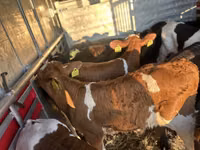 İribuynuzlu mal-qara (partiya, cinsi göstərilməyib), Simmental cattle — foto 2